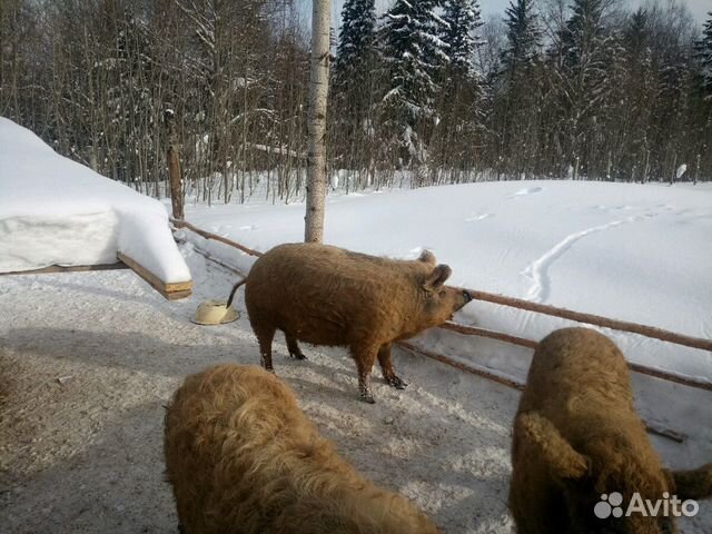Продам свиноматок,поросят. Венгерская мангалица Продам свиноматок,поросят. Венгерская мангалица