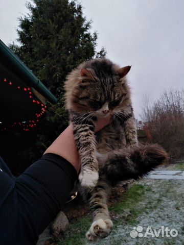 Отдадим красивых котиков и кошечек в добрые руки купить на Зозу.ру - фотография № 2