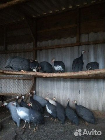 Семьи разной птицы купить на Зозу.ру - фотография № 7