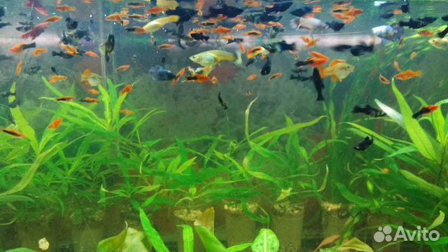 Аквариумные рыбки,аквариумные растения купить на Зозу.ру - фотография № 7