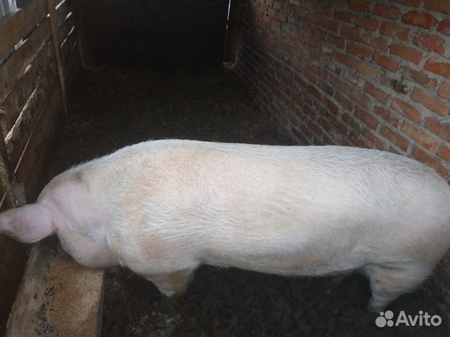 Продам свинью Ландрас (Мясной породы) купить на Зозу.ру - фотография № 1
