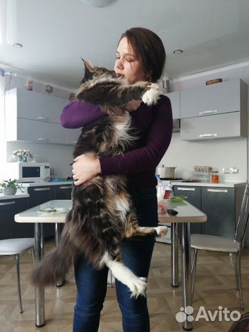 Кот приглашает на вязку купить на Зозу.ру - фотография № 3