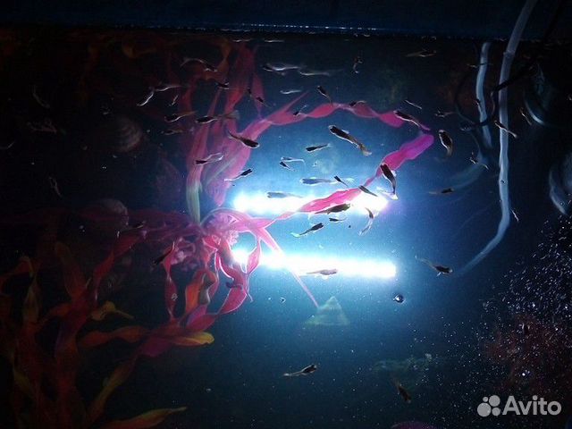 Красивые Рыбки гуппи Могу привезти к метро купить на Зозу.ру - фотография № 6