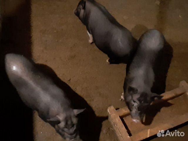 Продаи Вьетнамскую свинку купить на Зозу.ру - фотография № 2