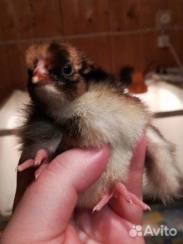 Инкубационное яйцо кур, цыплята купить на Зозу.ру - фотография № 9
