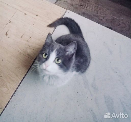 Мышеловка котенок купить на Зозу.ру - фотография № 5