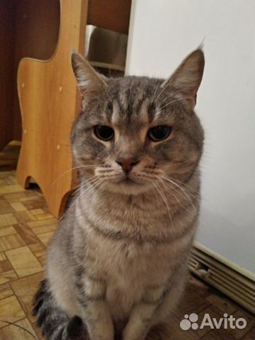 Добрый котик ищет хозяев купить на Зозу.ру - фотография № 1