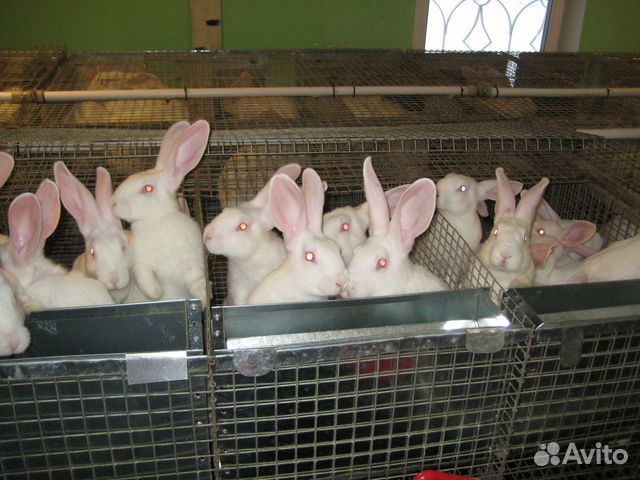 Кролики Белый Паннон купить на Зозу.ру - фотография № 10