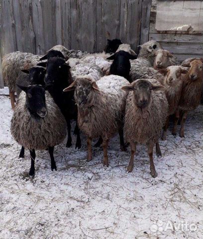 Баран и три овцы купить на Зозу.ру - фотография № 1