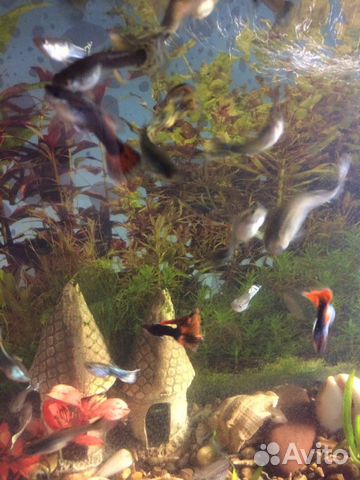 Продам больших и маленьких аквариумных рыбок гуппи купить на Зозу.ру - фотография № 1