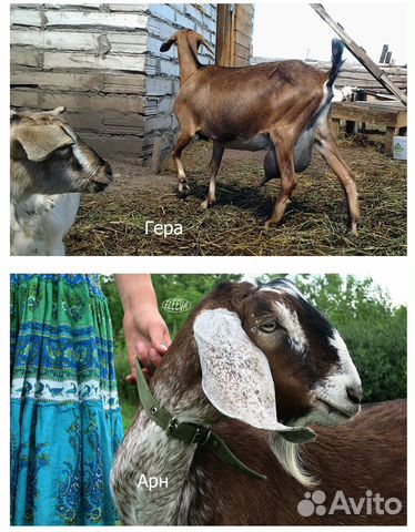 Дойная нубийская коза купить на Зозу.ру - фотография № 4