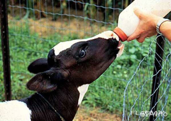 Заменитель цельного молока для животных купить на Зозу.ру - фотография № 1