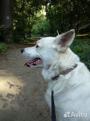 Пропал белый пес, собака купить на Зозу.ру - фотография № 1