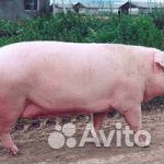 Продам свинью живьем или на мясо купить на Зозу.ру - фотография № 1