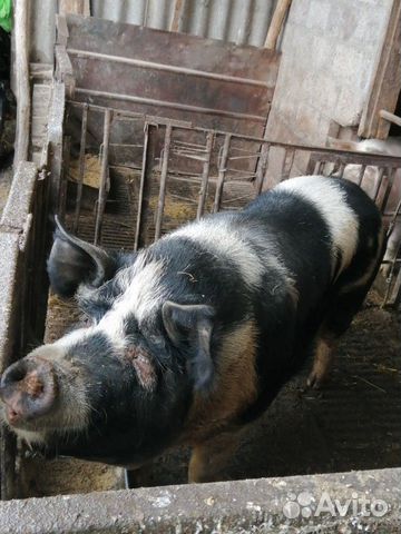 Тёлка и свинья купить на Зозу.ру - фотография № 4