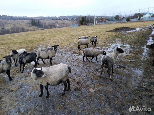 Романовские овцы купить на Зозу.ру - фотография № 10