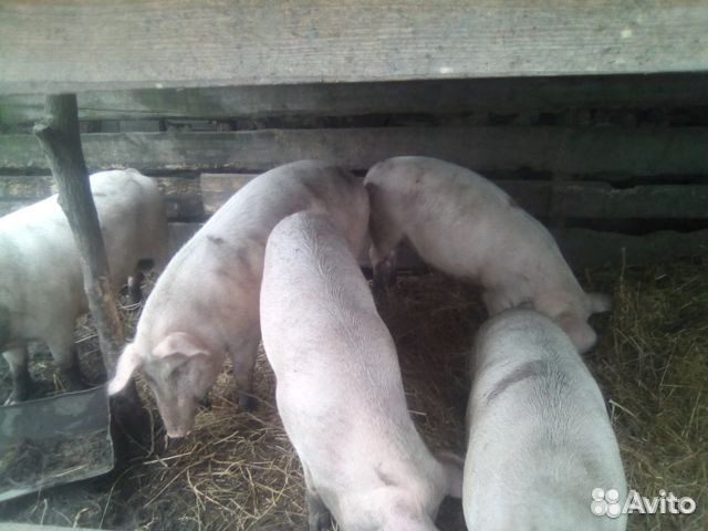 Свиньи домашние купить на Зозу.ру - фотография № 2