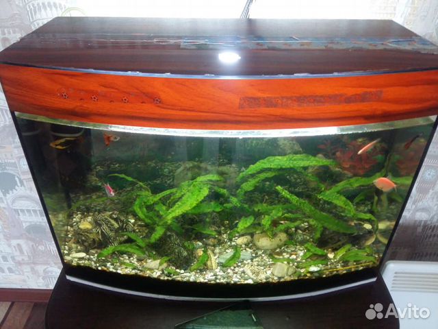 Продам аквариум с рыбками купить на Зозу.ру - фотография № 1