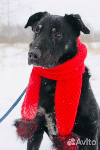 Отдам в хорошие руки, метис лабрадора