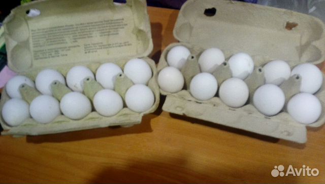 Яйцо инкубационное леггорн.Яйцо микс купить на Зозу.ру - фотография № 5