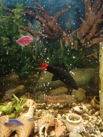 Рыба лабео чёрная с красным хвостом купить на Зозу.ру - фотография № 1
