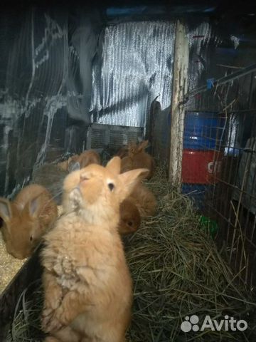 Кролики на завод купить на Зозу.ру - фотография № 1