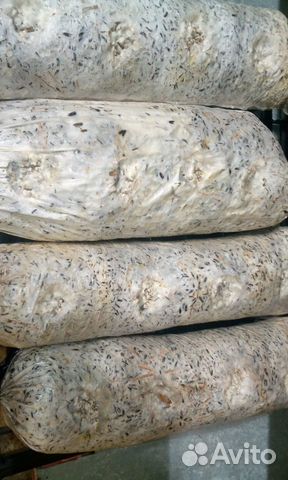 Продажа грибных блоков Продажа грибных блоков