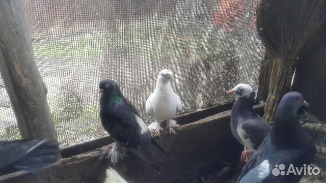 Голубь разных пород