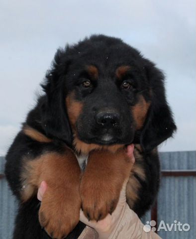 Хотошо, Бурят-монгольская собака /волкодав щенки купить на Зозу.ру - фотография № 1