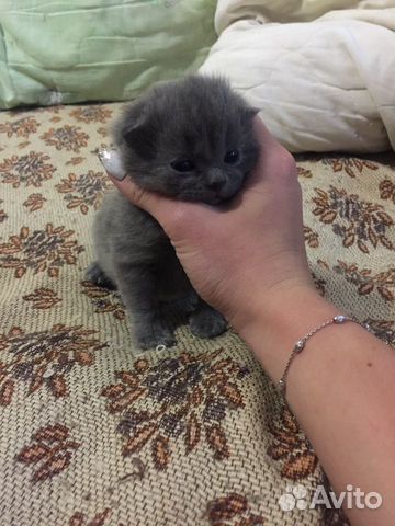 Продам котят