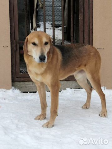 Продаю рабочую собаку, русская гончая, 3 года с до купить на Зозу.ру - фотография № 2