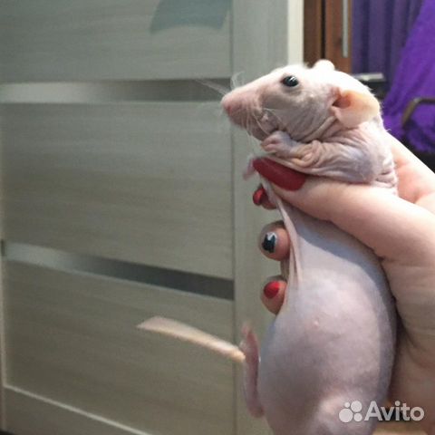 Крысы Дамбо сфинкс купить на Зозу.ру - фотография № 3