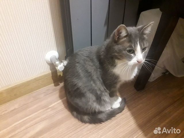 Кошка Маша купить на Зозу.ру - фотография № 1