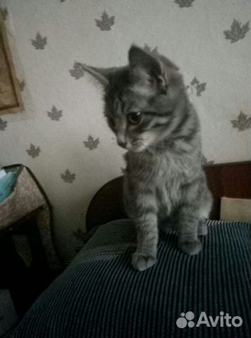 Котенок, 4 месяца купить на Зозу.ру - фотография № 2