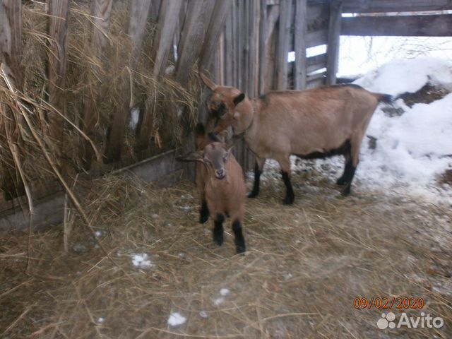 Козлик от чешской козы и нубийского козла купить на Зозу.ру - фотография № 4