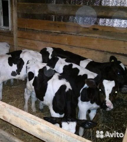 Маленькие коровки купить на Зозу.ру - фотография № 3