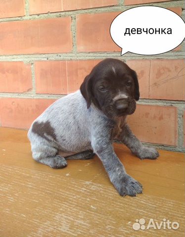 Дратхаар щенки купить на Зозу.ру - фотография № 2