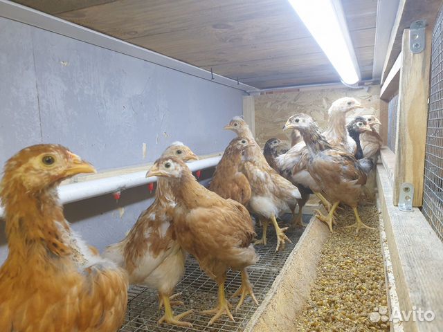 Цыплята 1,5 мес от домашних курочек купить на Зозу.ру - фотография № 2