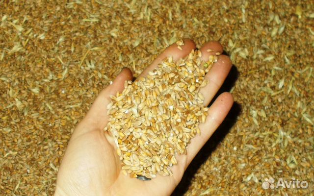 Продам горох и пшеницу купить на Зозу.ру - фотография № 3