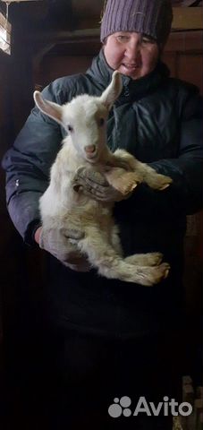 Молочные козы, первокотки купить на Зозу.ру - фотография № 4