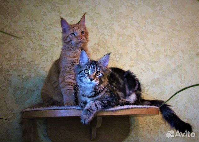 Котята мейн-кунята