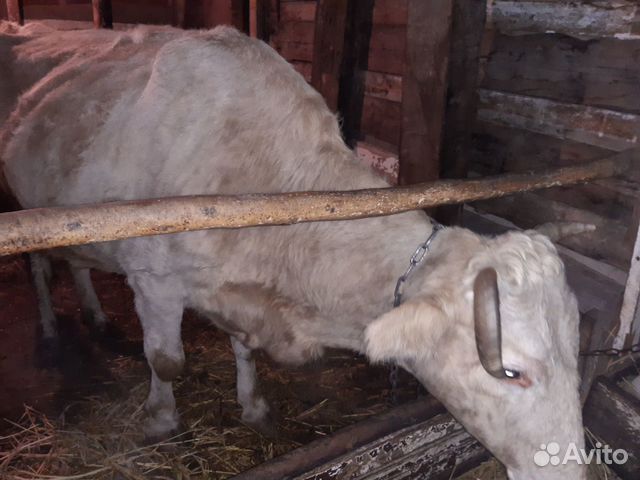 Карова с бычком купить на Зозу.ру - фотография № 1