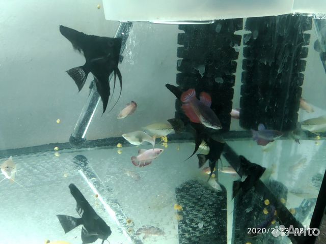 Аквариум, аквариумные рыбки бартер купить на Зозу.ру - фотография № 2