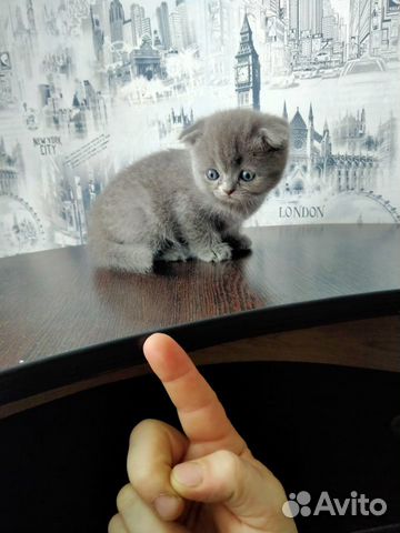 Плюшевый котенок купить на Зозу.ру - фотография № 2