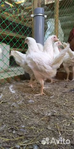 Несушки куры-молодки, цыплята купить на Зозу.ру - фотография № 9