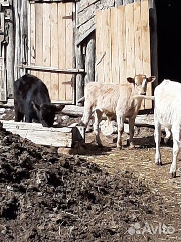 Телята и коровы купить на Зозу.ру - фотография № 1