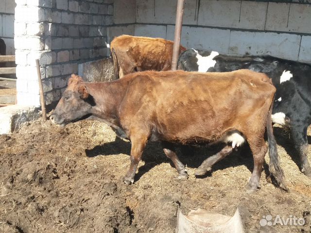 Коровы тёлочки и бычки купить на Зозу.ру - фотография № 2
