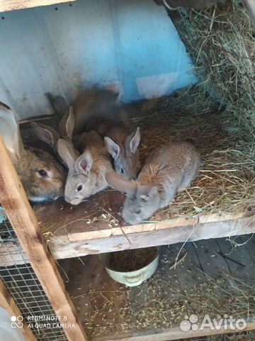 Кролики Фландр купить на Зозу.ру - фотография № 4