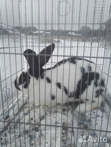 Кролик производитель купить на Зозу.ру - фотография № 1