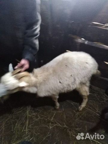 Коза и овечка купить на Зозу.ру - фотография № 1